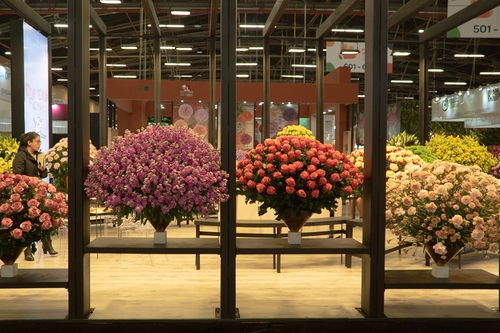 第15届哥伦比亚花卉展开幕 各国销售商参与选购