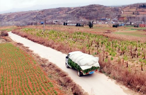 嵩县 线上线下齐发力 化解农产品销售难